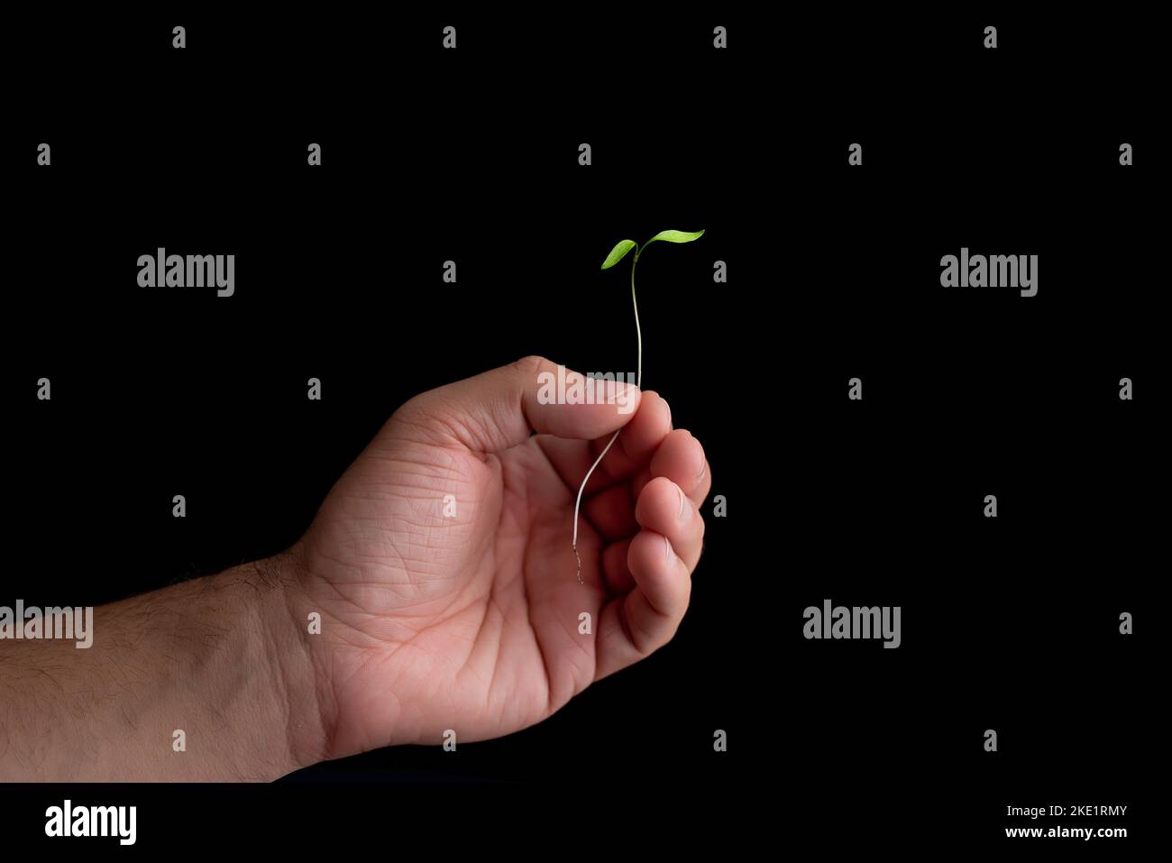 Close-up of a man's hand holding a plant bud. Caring for the environment, planting trees and fighting climate change Stock Photo