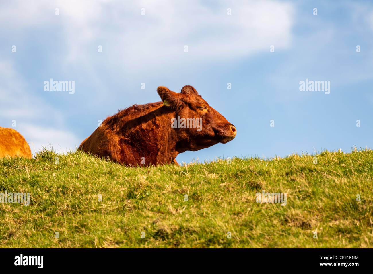 A brown cow lying in the green meadows Stock Photo - Alamy