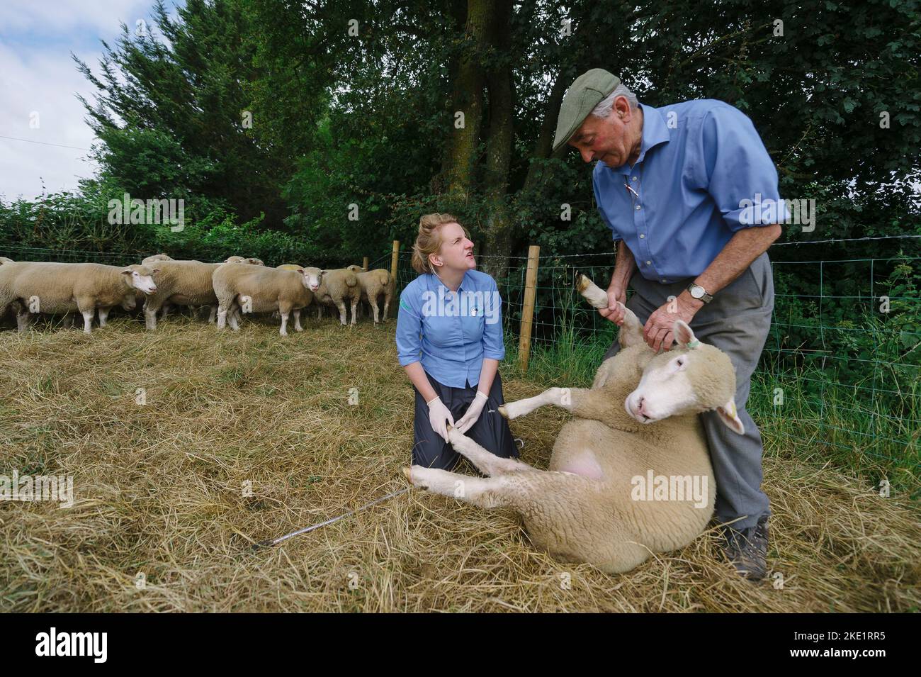 Picture By Jim Wileman - Emily Gascoigne, sheep vet, pictured on Eastfields Farm, East Chinnock, with Phil Baker, and his Poll Dorsets of the Chinnock Stock Photo