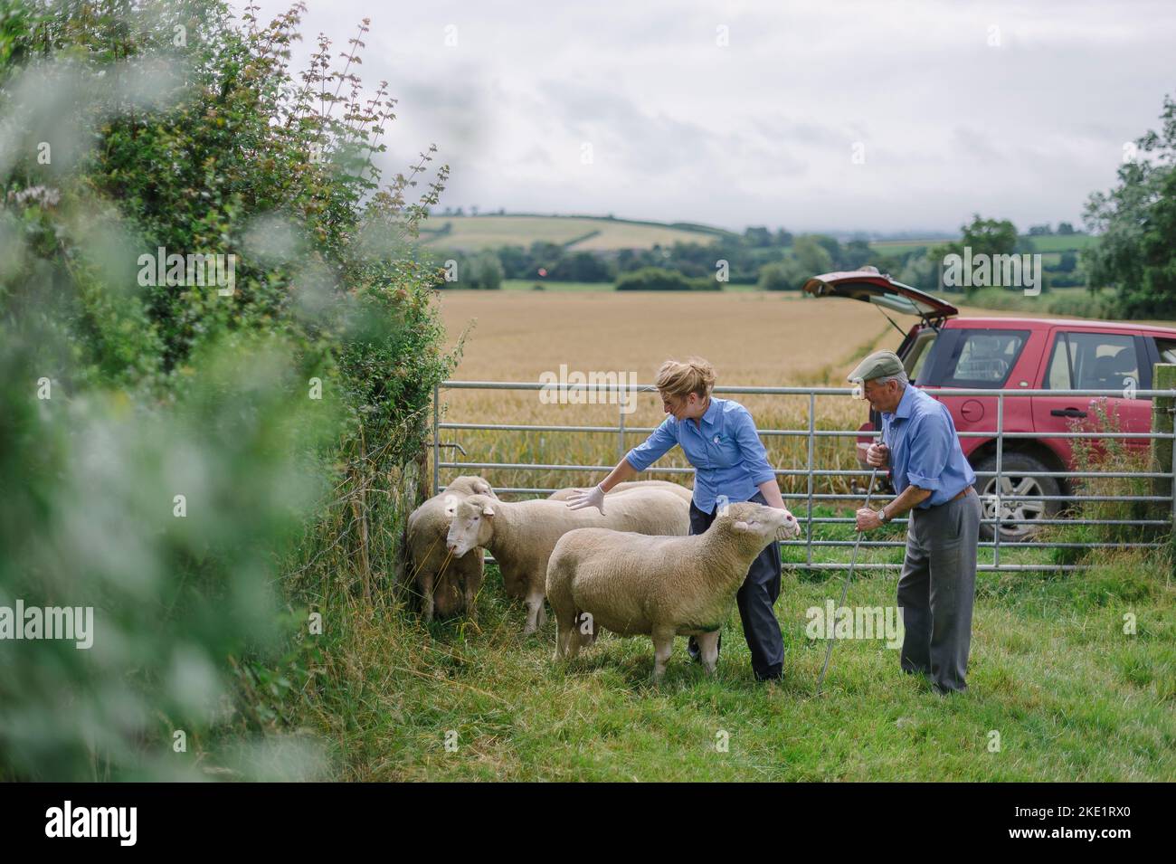 Picture By Jim Wileman - Emily Gascoigne, sheep vet, pictured on Eastfields Farm, East Chinnock, with Phil Baker, and his Poll Dorsets of the Chinnock Stock Photo