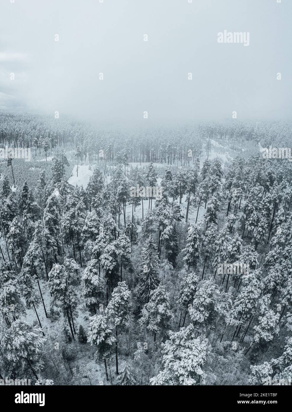 An aerial view of snow-covered pine trees in a forest during winter ...