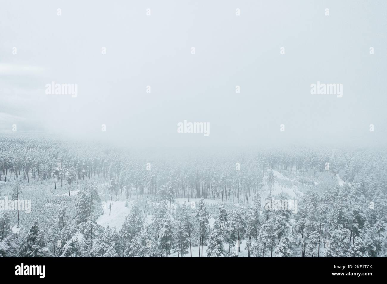 An aerial view of snow-covered pine trees in a forest during winter ...