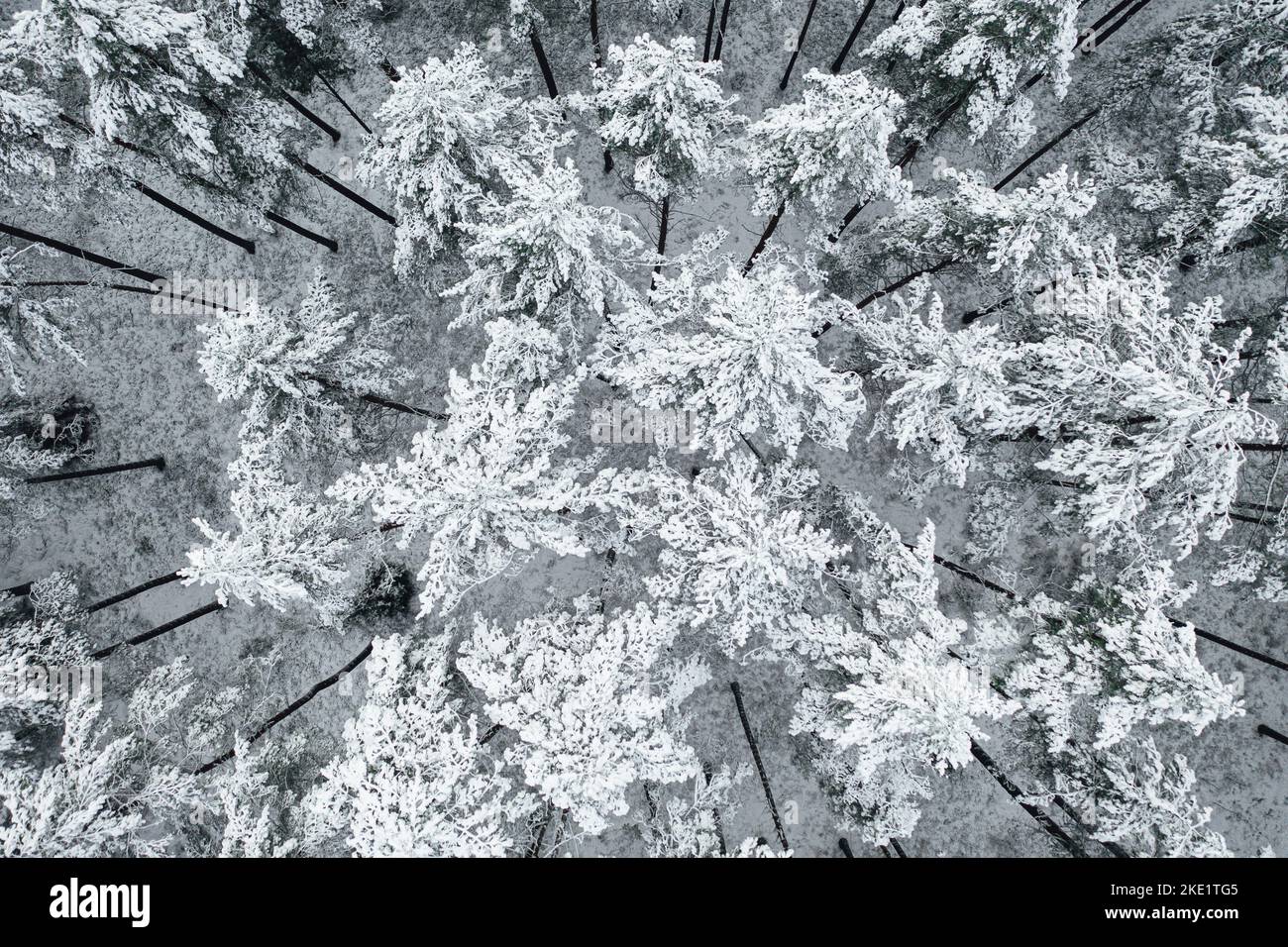 An aerial view of snow-covered pine trees in a forest during winter ...