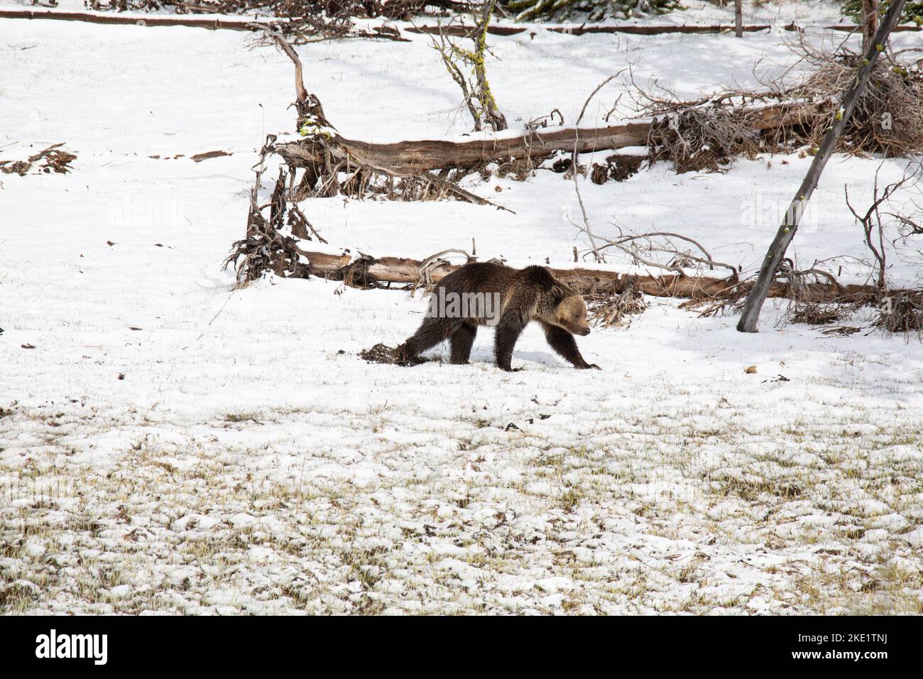 The view of a grizzly bear walking alone in the snow-covered field ...