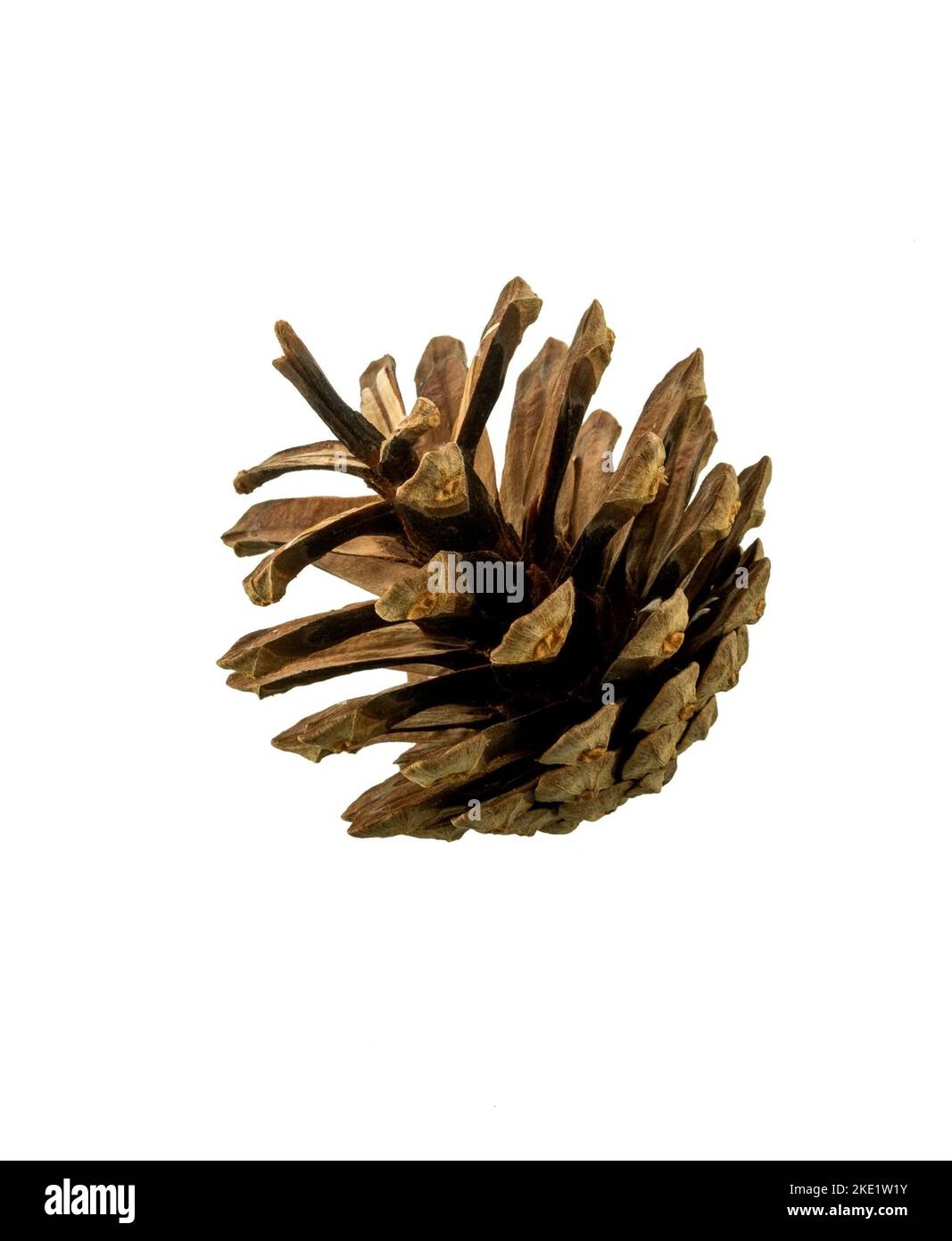 Pine cone on white background. Cones of coniferous trees Stock Photo