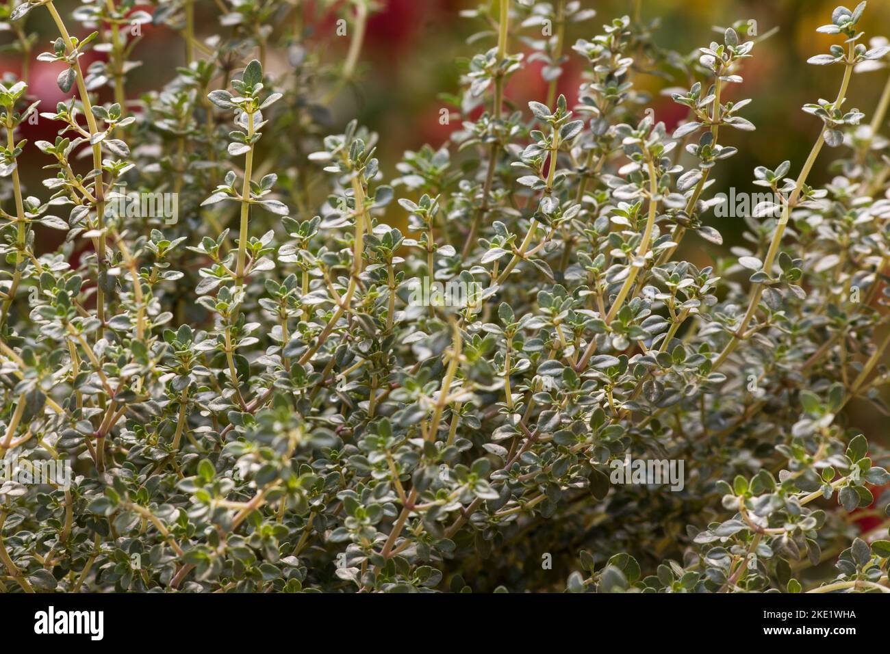 Thymus vulgare, Thyme, herb, plant, garden Stock Photo