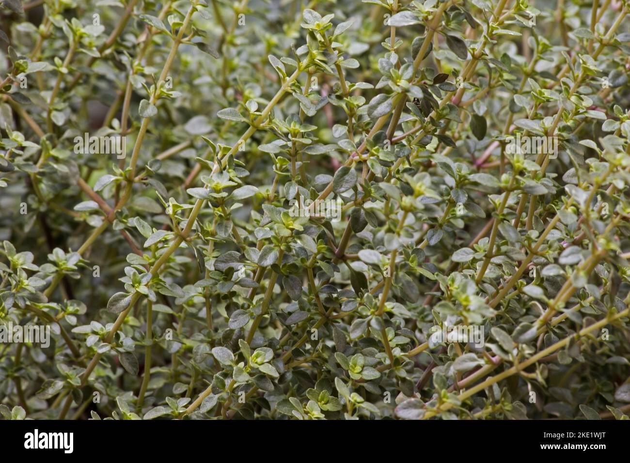 Thymus vulgare, Thyme, herb, plant, garden Stock Photo