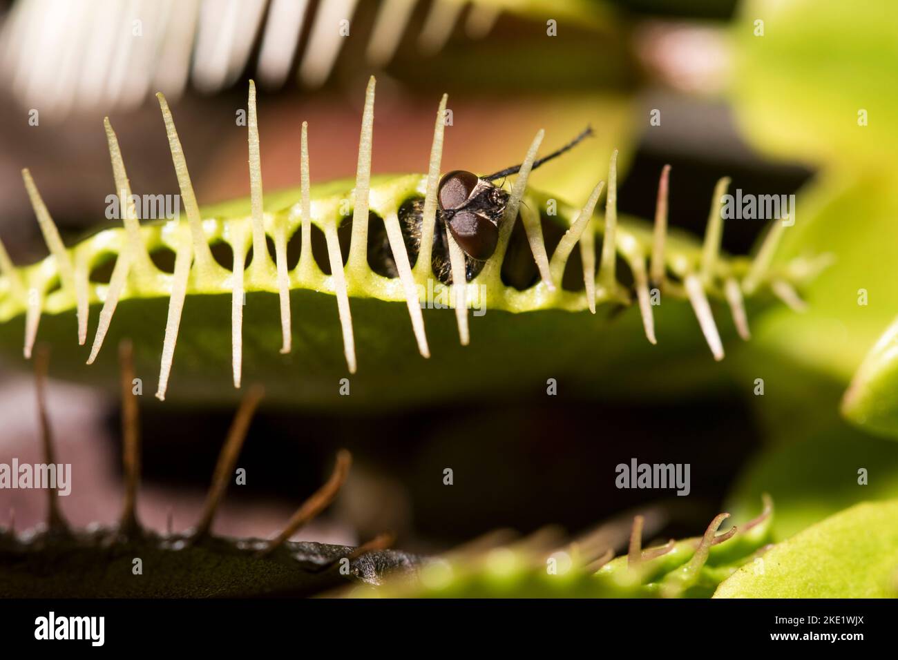 Macro insect in Venus fly trap. Fly caught in carnivorous plant close