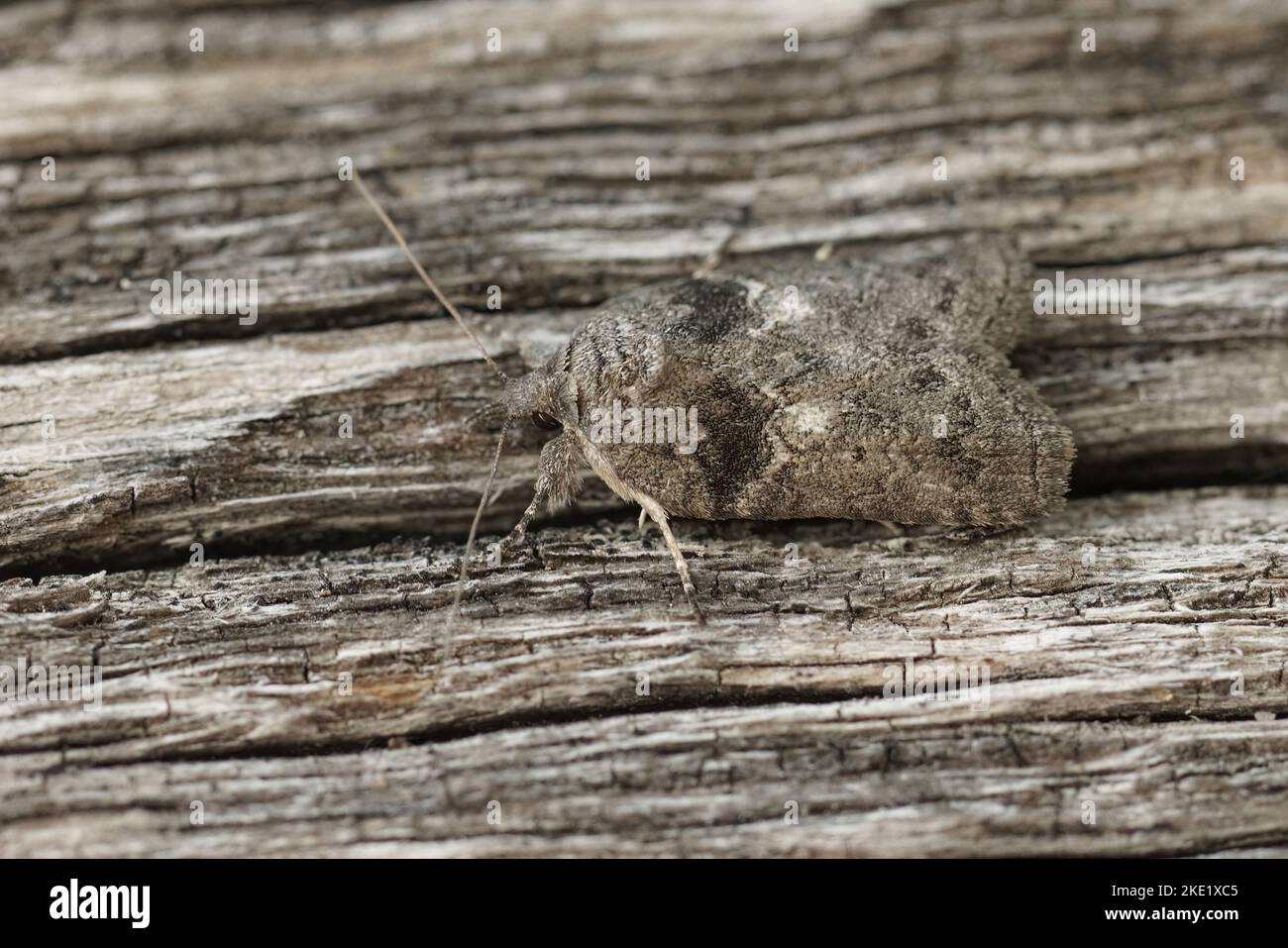 A closeup of gray Nycteola moth camouflaged on wooden surface Stock Photo