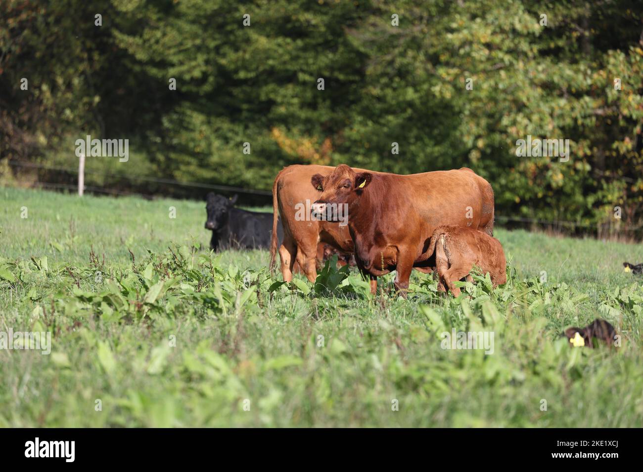 cute angus calf with mother cow on a meadow with green grass Stock ...