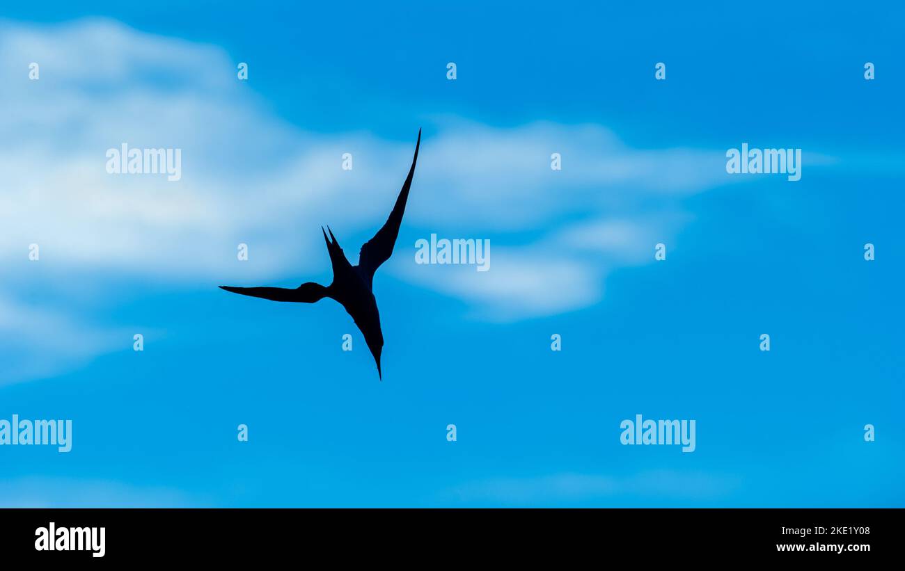 A Diving Bird Silhouette Against A Colorful Blue Sky In 16.9 Image Format Stock Photo