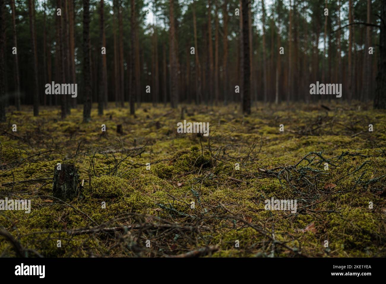 A tall pine trees in the forest on a gloomy day Stock Photo - Alamy