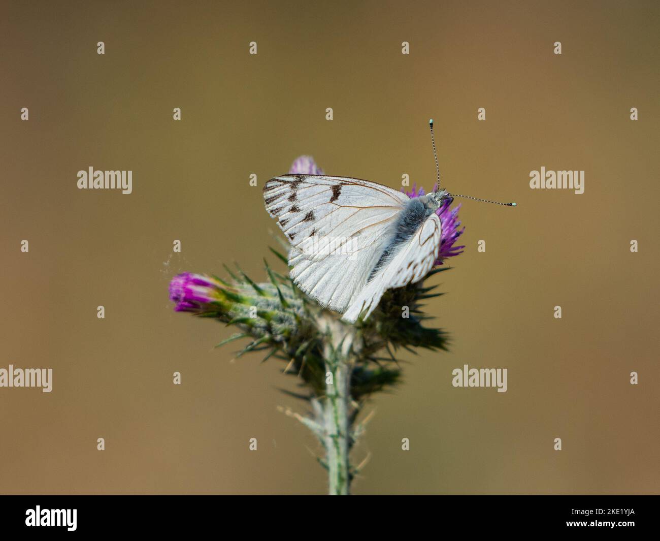 A selective focus shot of a western white butterfly perched on a Italian thistle plant in the daylight Stock Photo