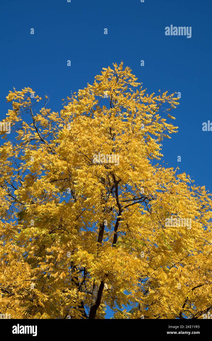 Heat tree leaves hi-res stock photography and images - Alamy