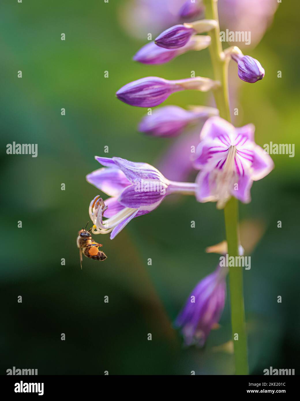 A closeup of honey bee sipping nectar from purple flower Stock Photo