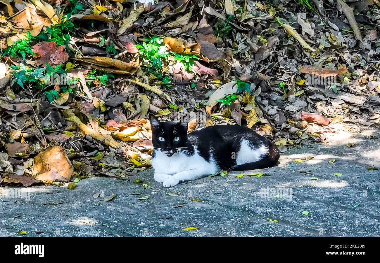 Black and white stray cat in the locality in Zicatela Puerto Escondido ...