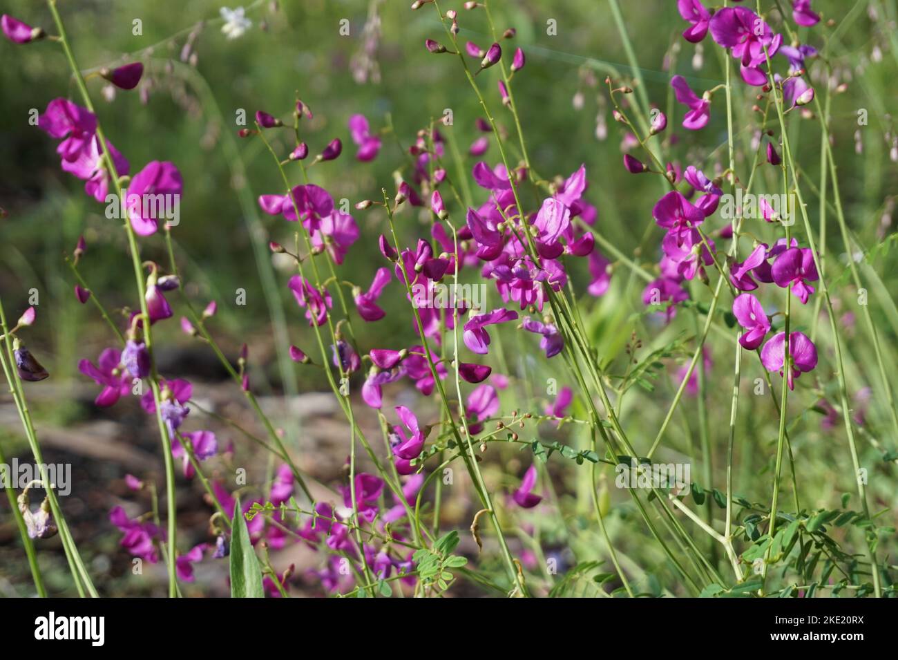 A closeup shot of the Wild Tuberous Pea flowers Stock Photo