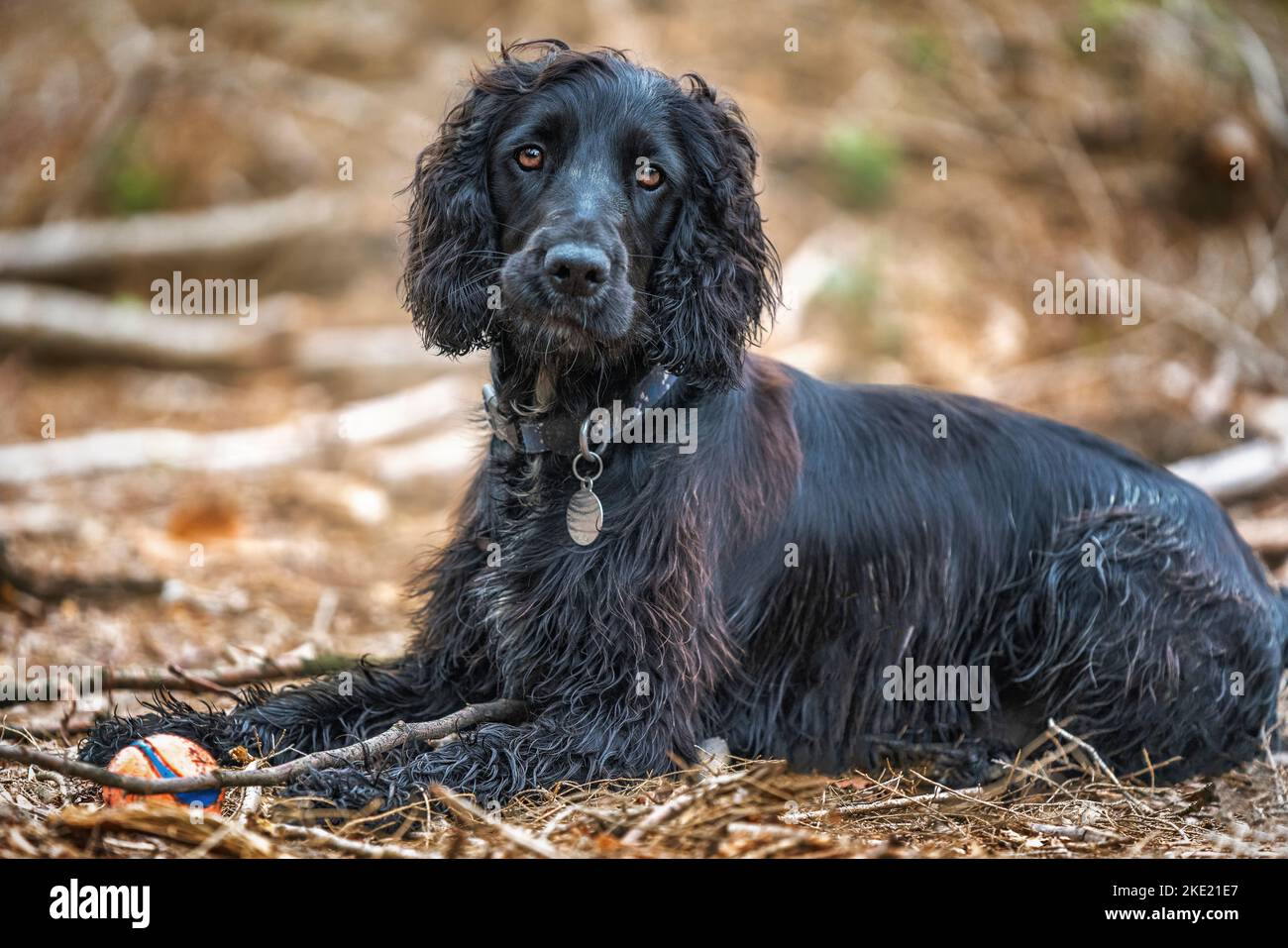 Black Working Cocker Spaniel Laying Down With His Ball Looking Directly At The Camera And Ready