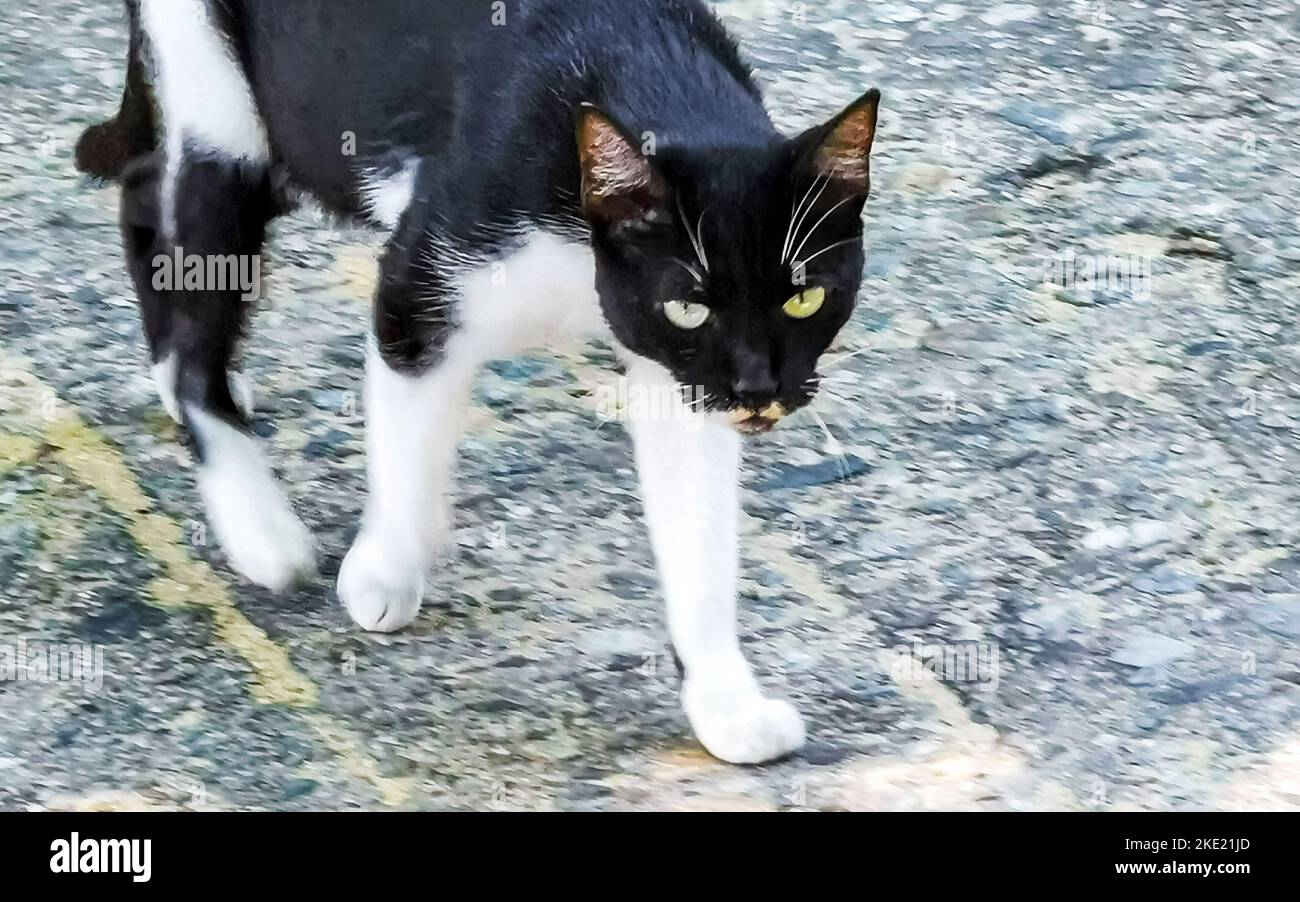 Black and white stray cat in the locality in Zicatela Puerto Escondido ...