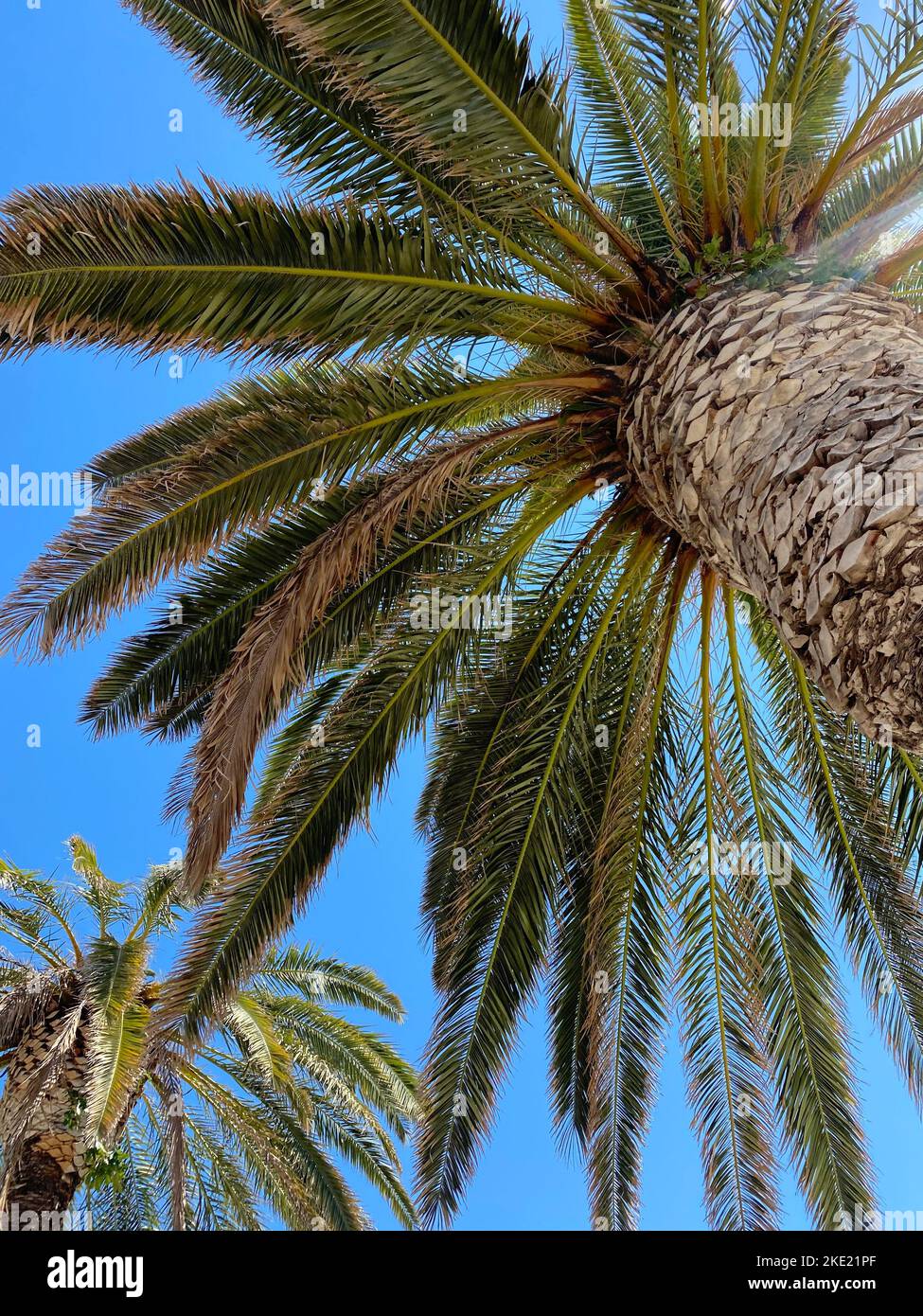 A low angle of a palm tree against a clear blue sky Stock Photo - Alamy