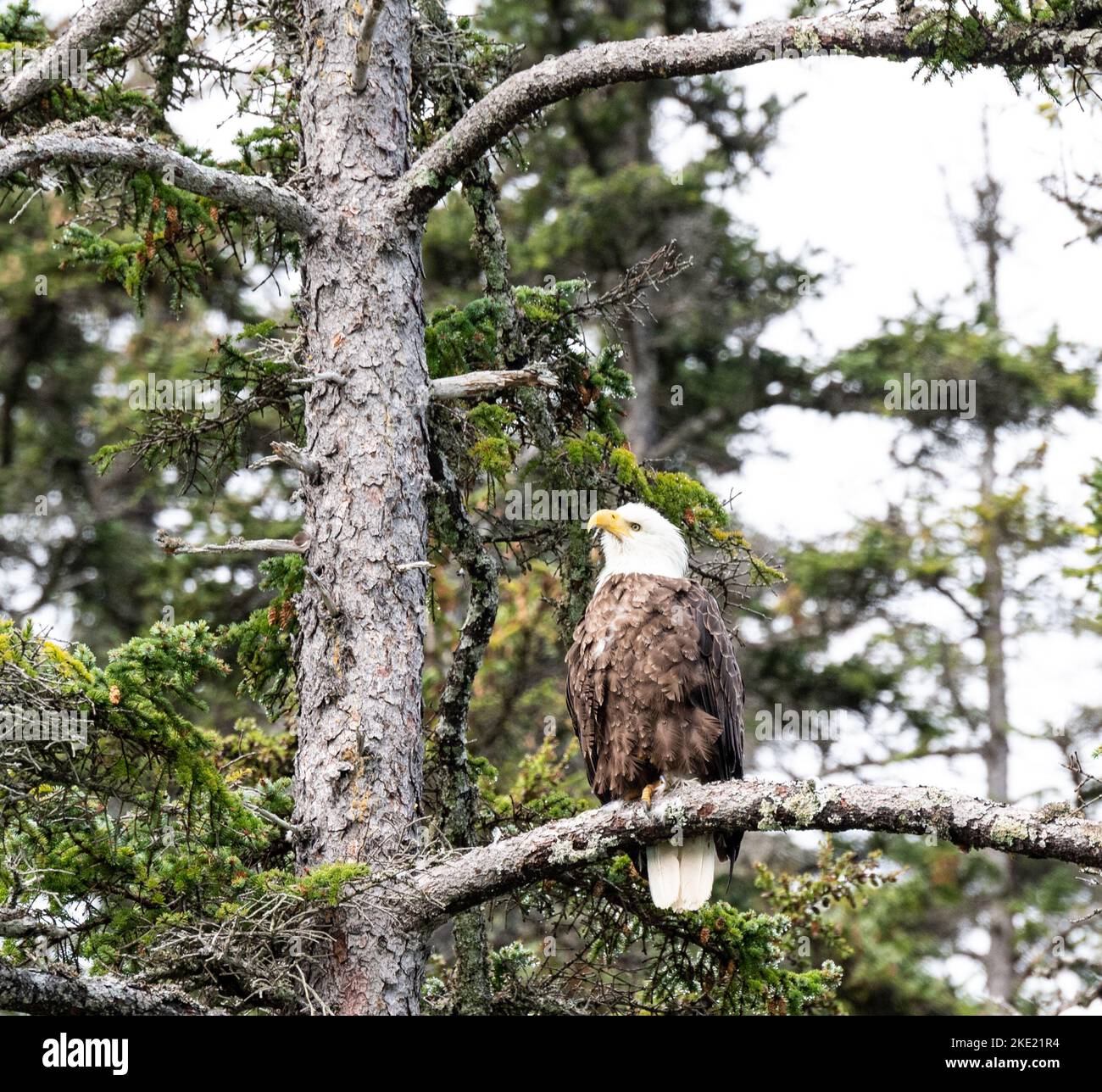 A Bald eagle perched on pine tree branch on blur background Stock Photo ...