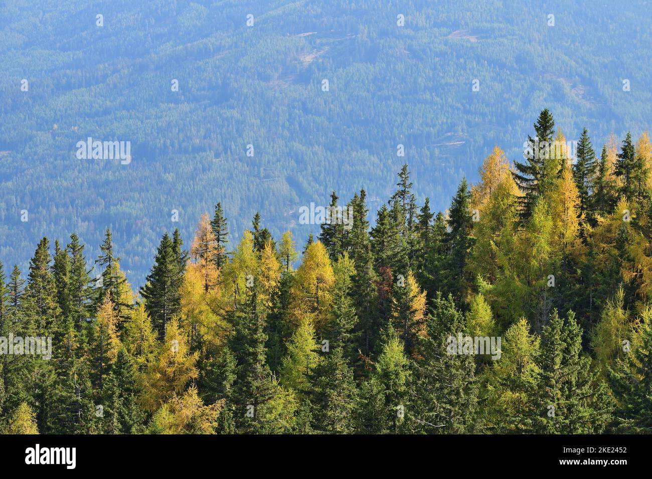 Pine forest on an autumn day near Semmering Stock Photo