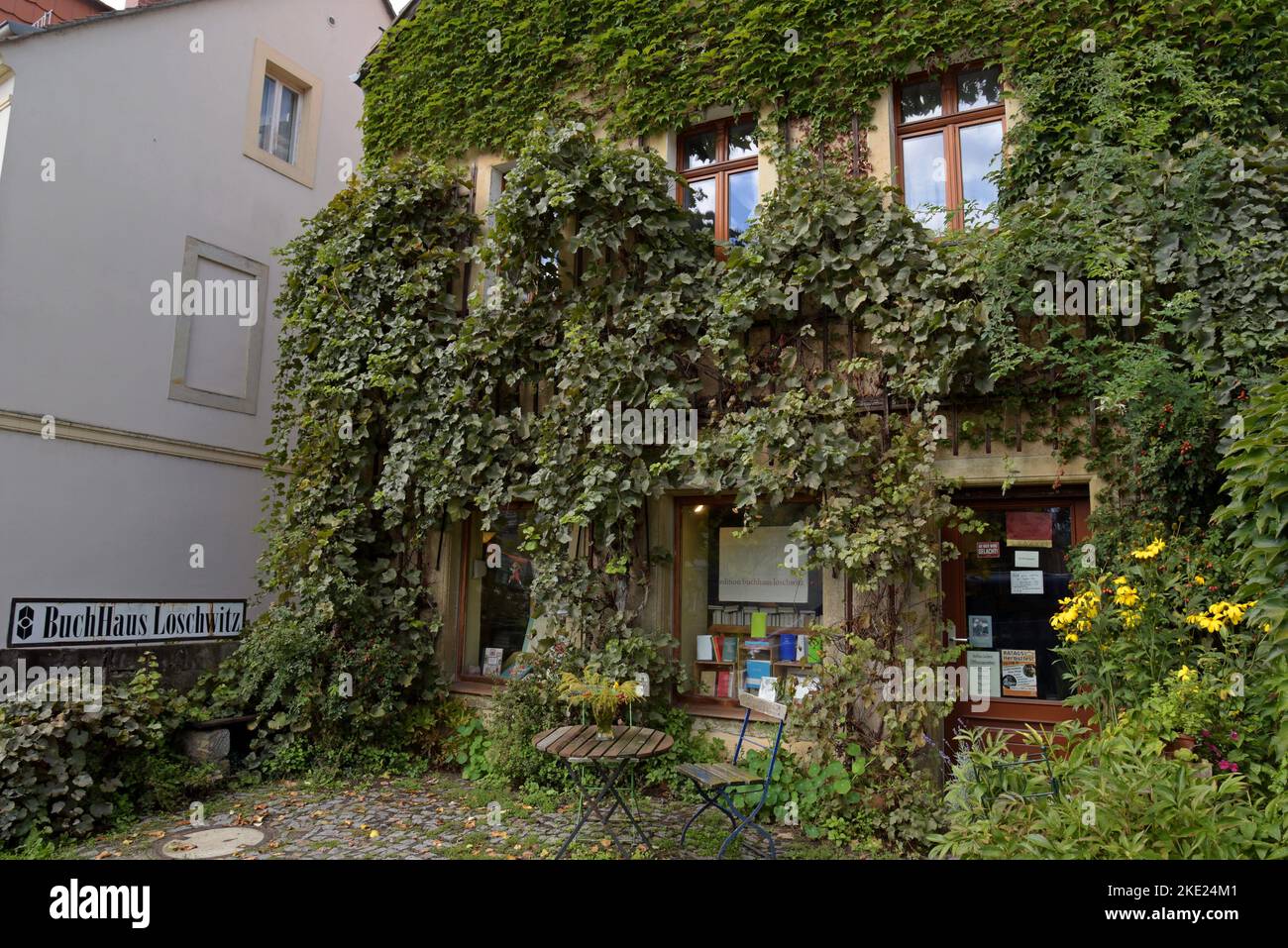 An ivy and creeper covered book shop in the historic Loschwitz area of Dresden, Germany Stock Photo