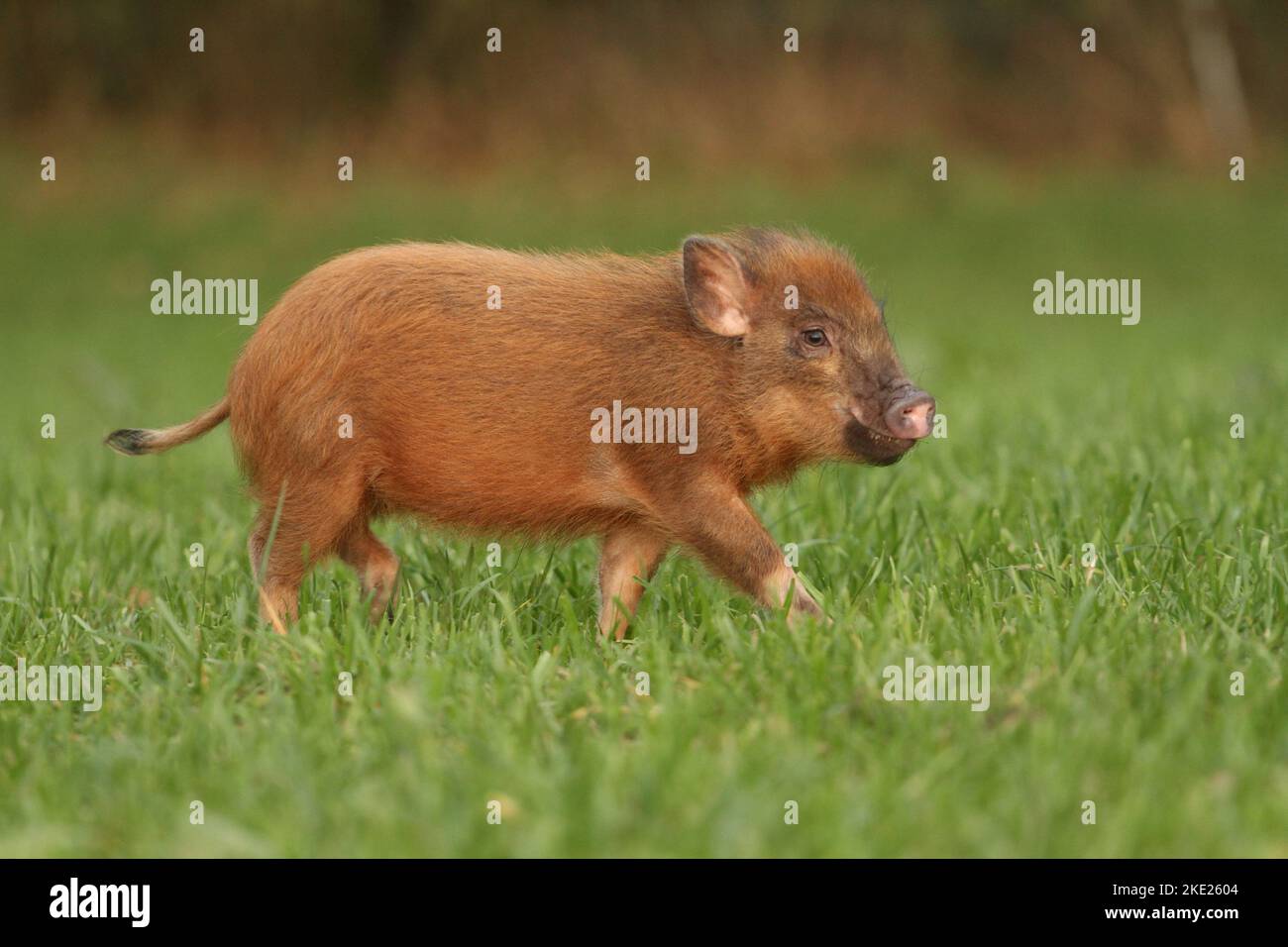 Piglet walking side view hi-res stock photography and images - Alamy