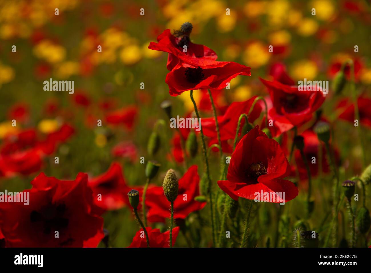 A Macro images of Cornish deep red poppies at West Pentire Cornwall Stock Photo