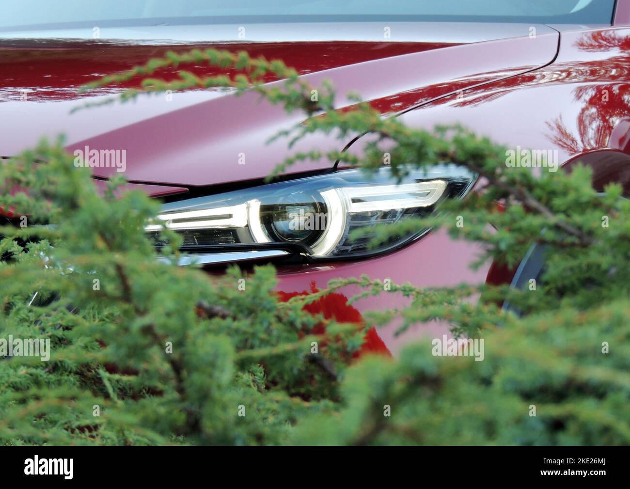 Headlight of modern red vehicle behind green bush Stock Photo Alamy