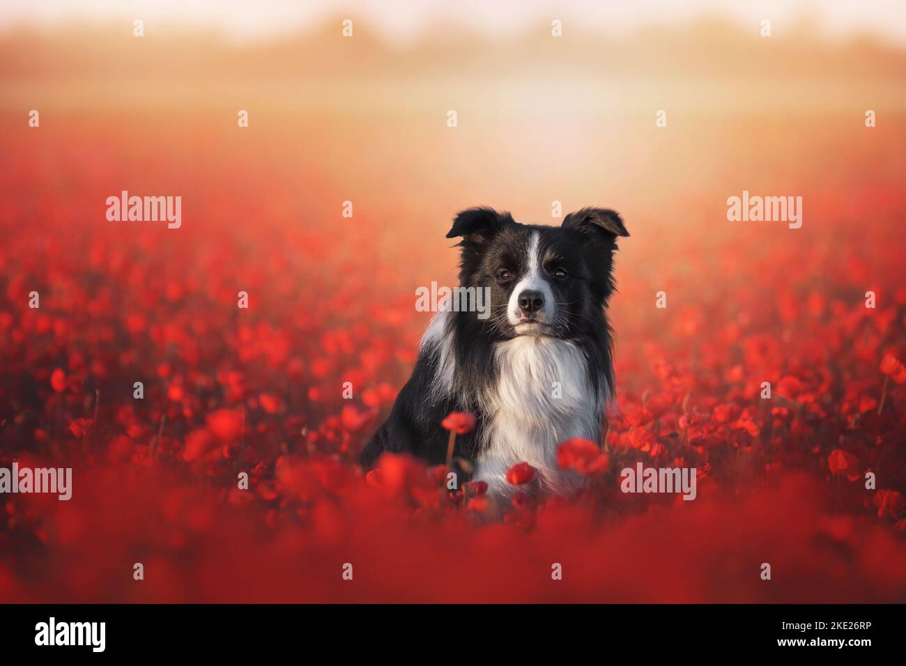 male Border Collie Stock Photo