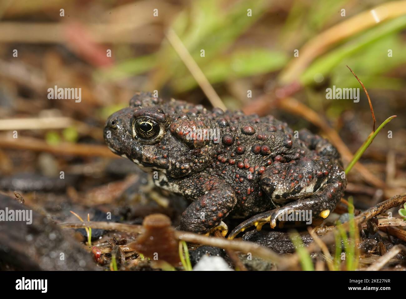 Detailed closeup on a juvenile Western toad , Anaxyrus boreas sitting on green moss Stock Photo