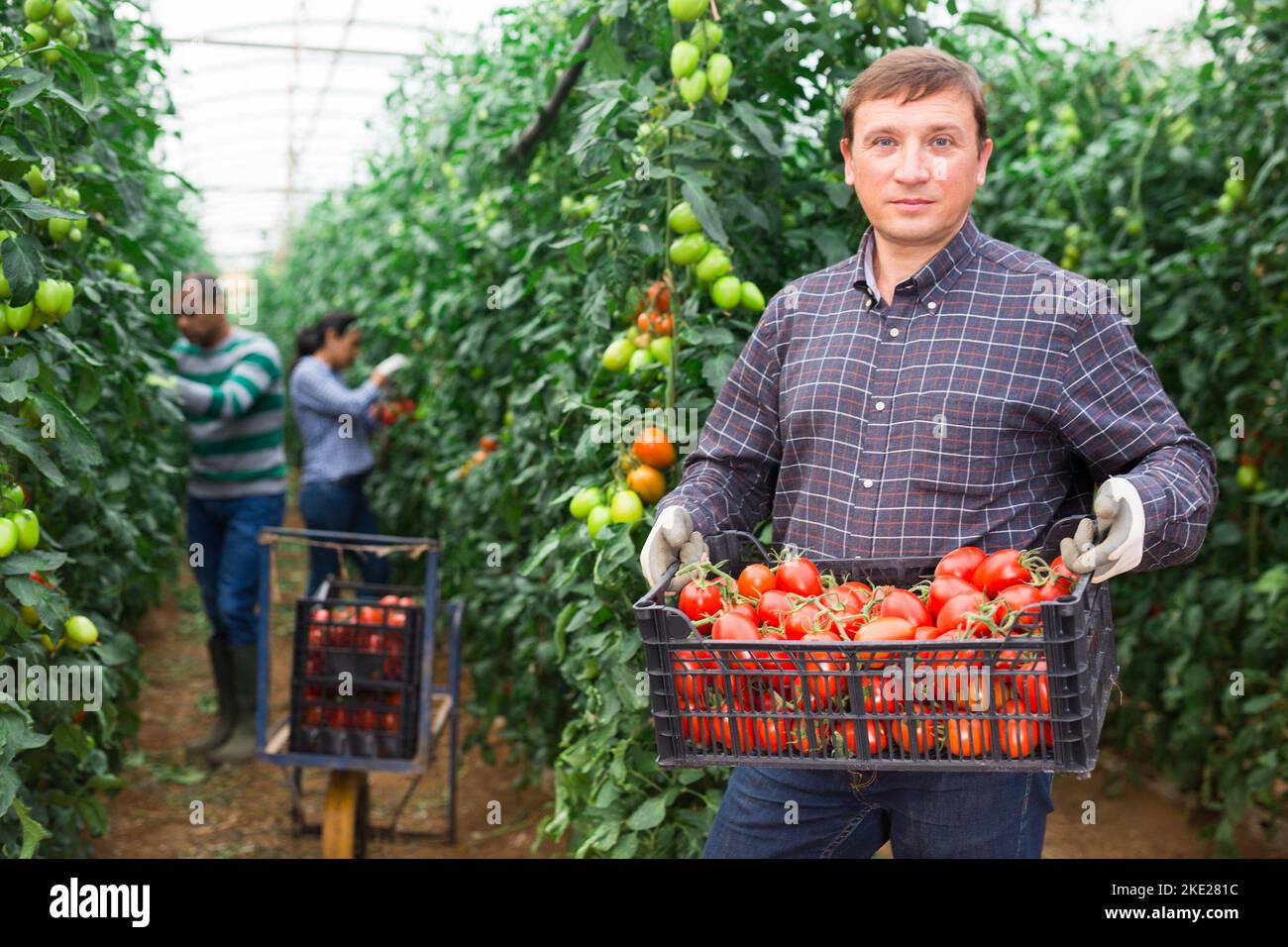 Farmer stacking crates with tomatoes in hothouse Stock Photo