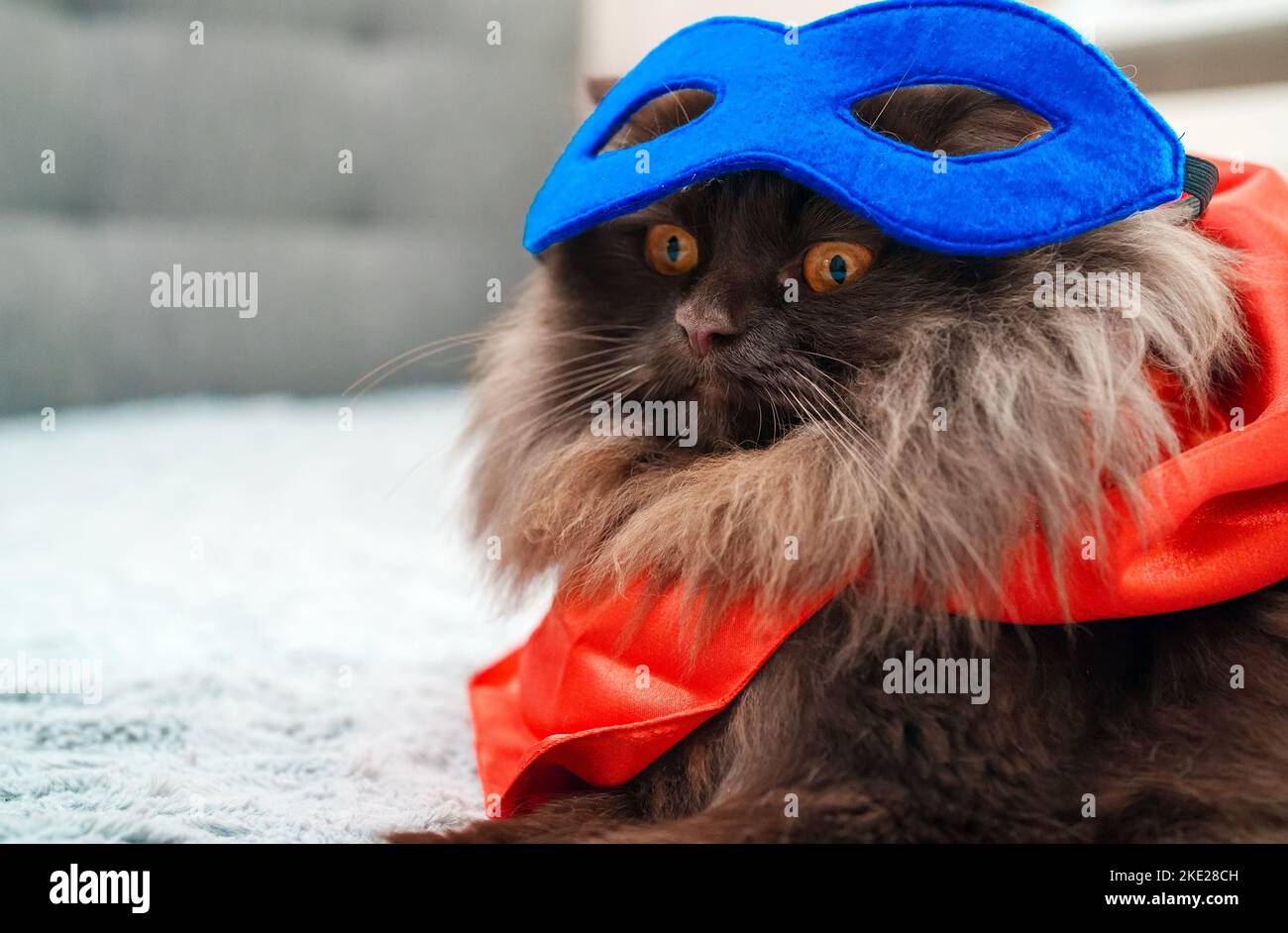 Portrait of Scottish straight super hero cat. Stock Photo