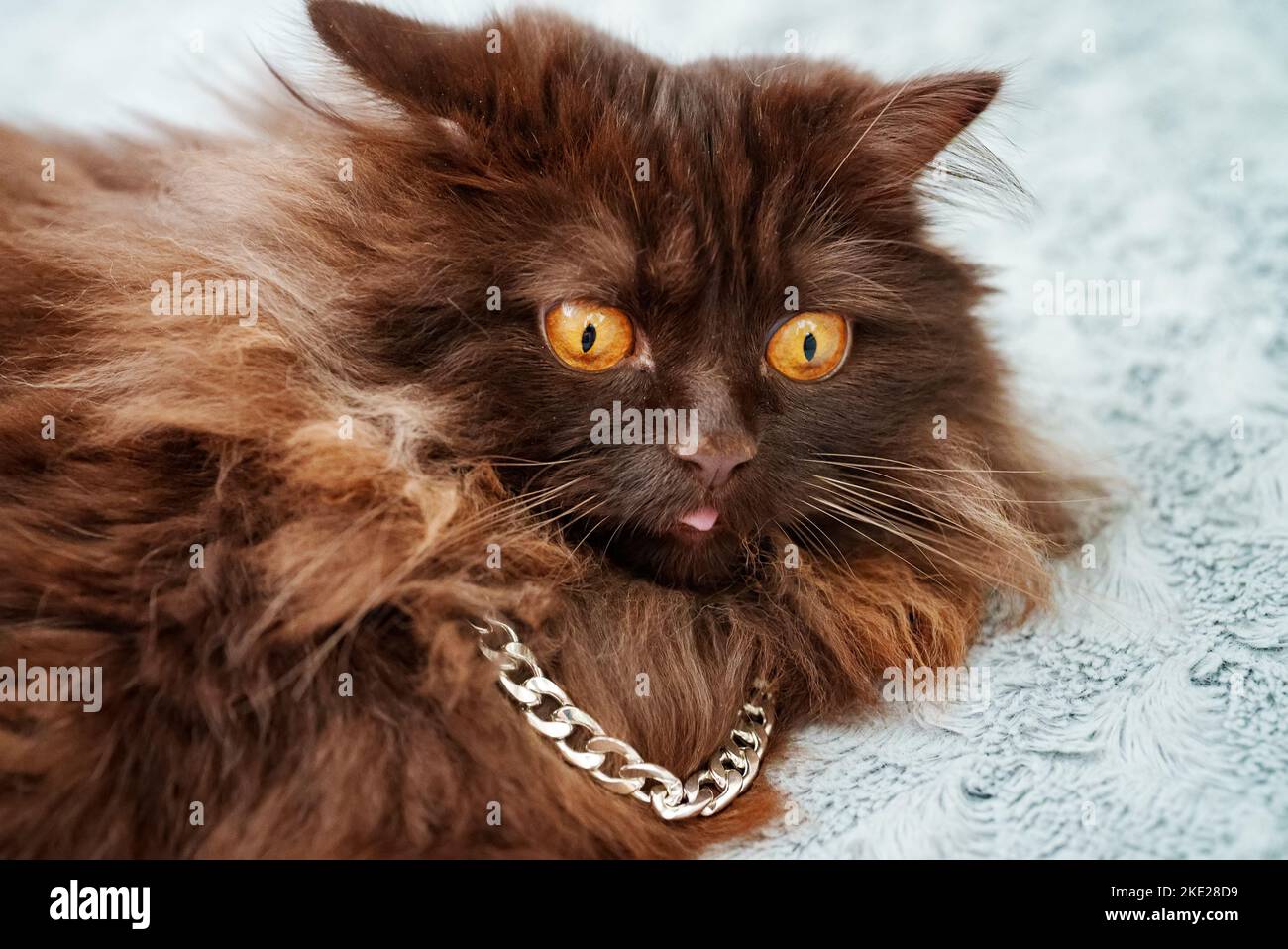 Portrait of Scottish straight stupefied cat. Stock Photo