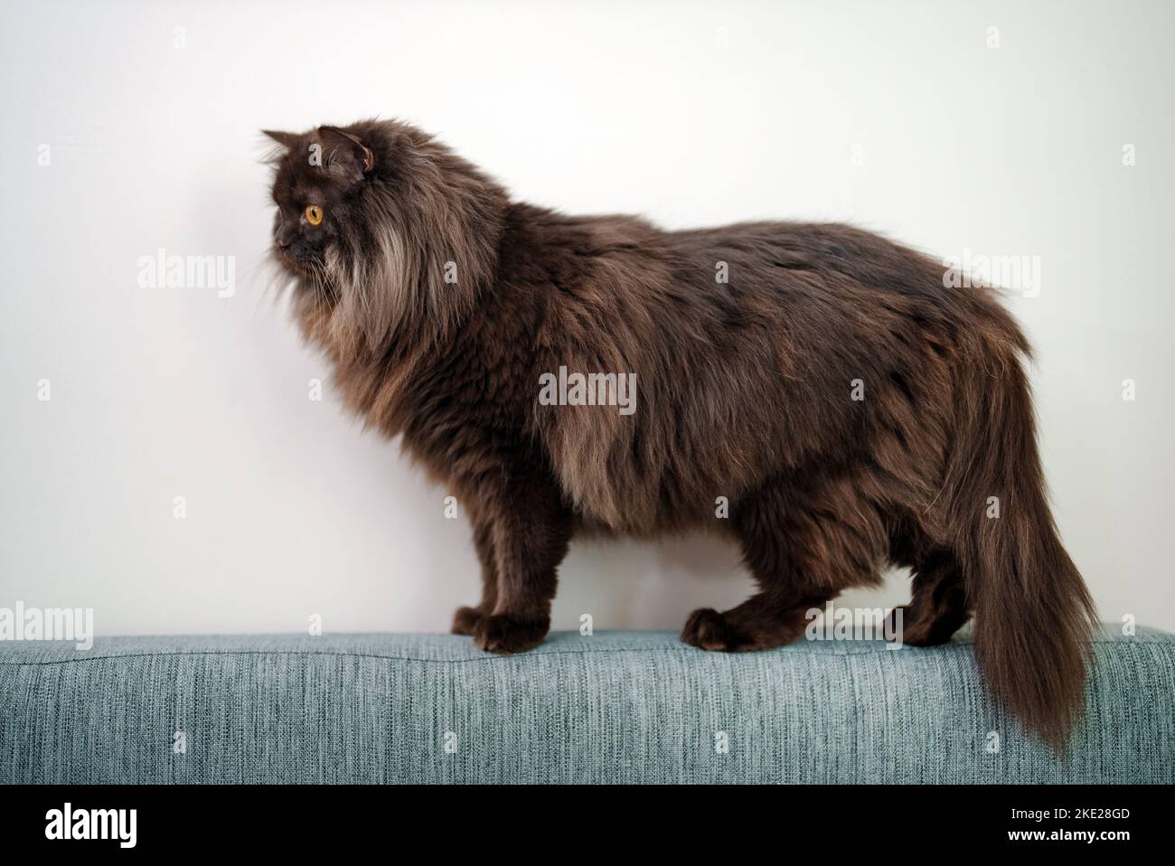 Portrait of Scottish straight cat on sofa. Stock Photo