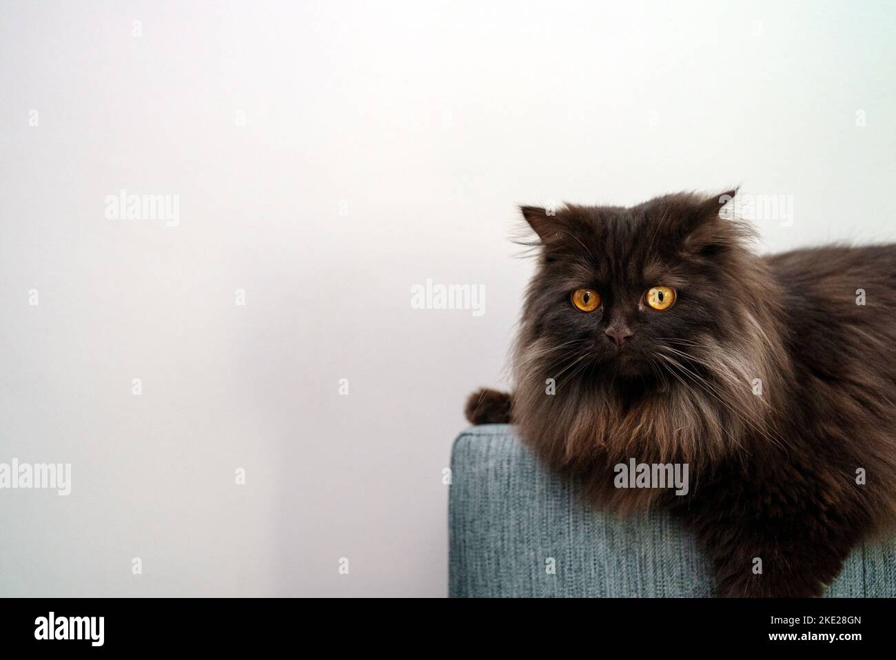 Scottish straight cat lying on sofa. Stock Photo