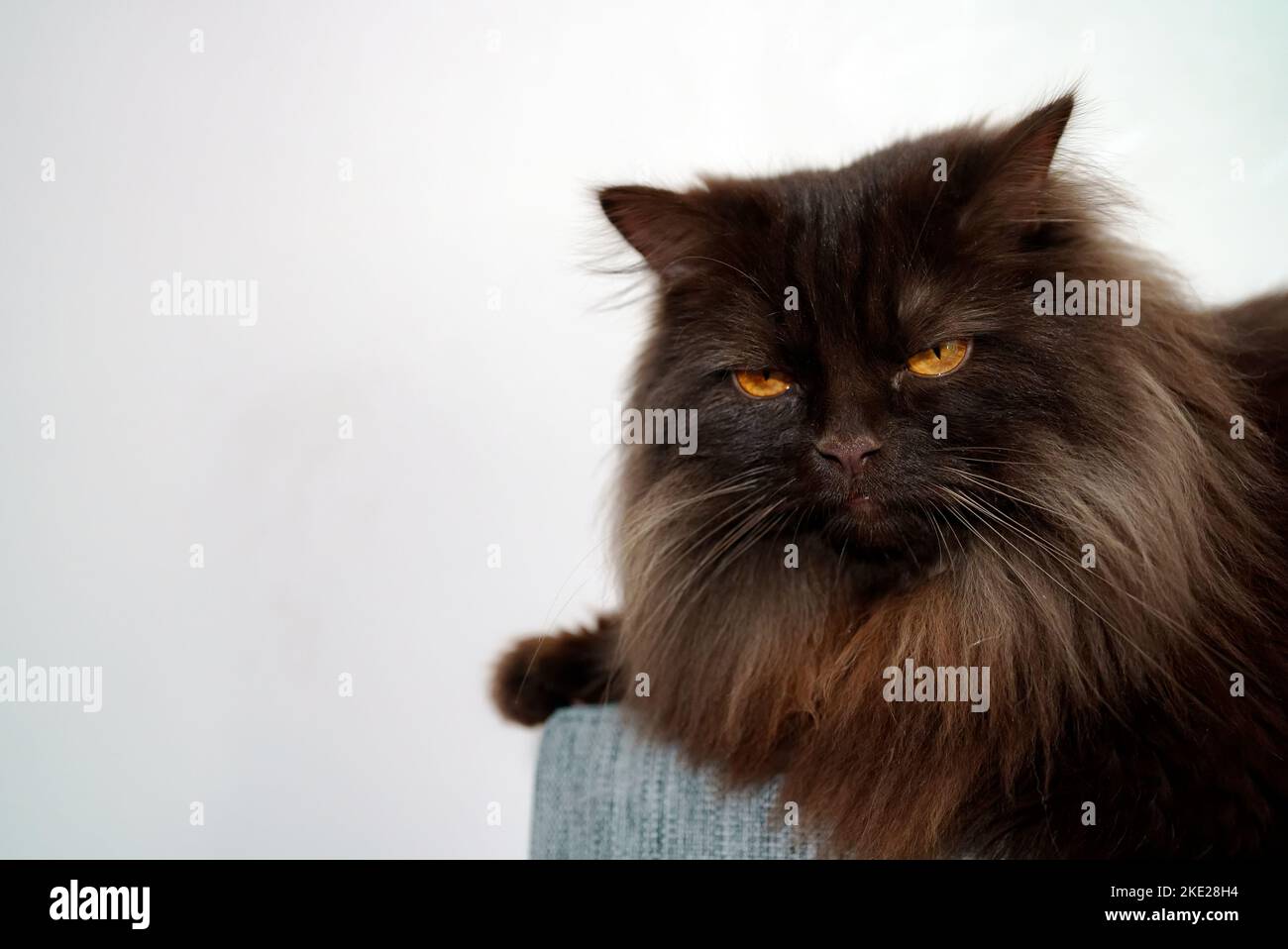 Angry scottish straight cat lying on sofa. Stock Photo