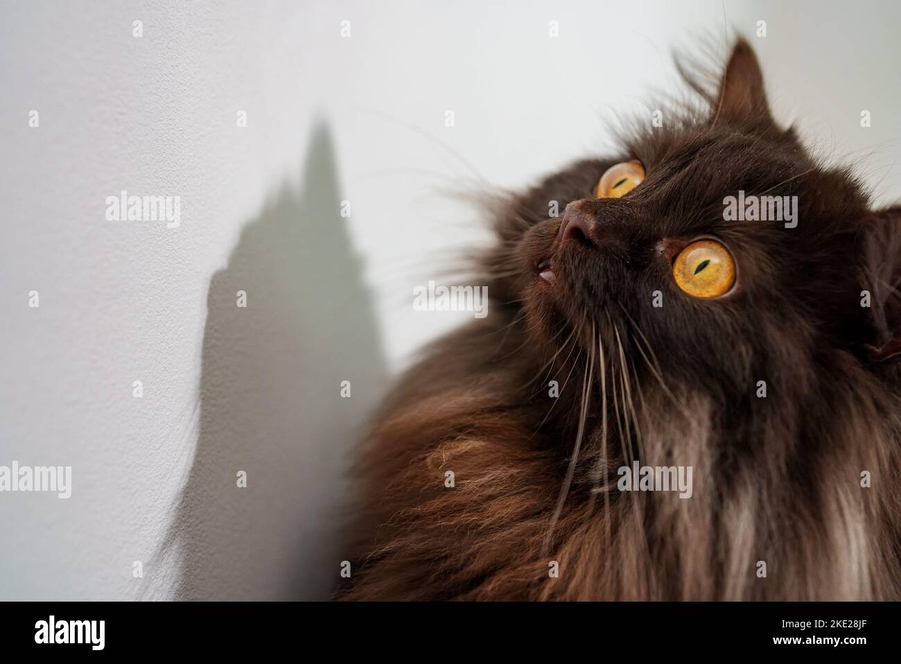Funny scottish straight cat looking up. Stock Photo