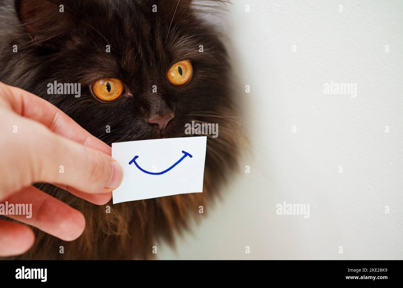 Funny scottish straight cat with smile on card. Stock Photo
