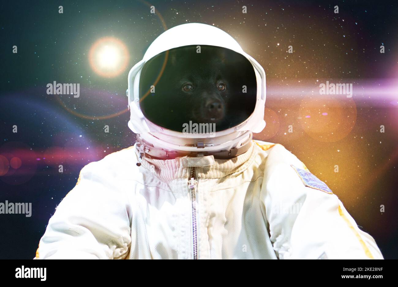 Dog in an astronauts spacesuit in outer space. Stock Photo