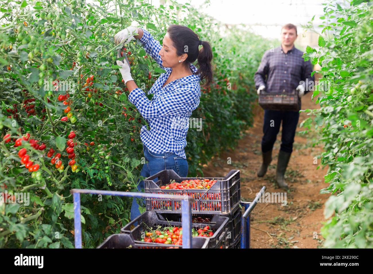 Colombian woman farmer harvesting red tomatoes in greenhouse Stock ...