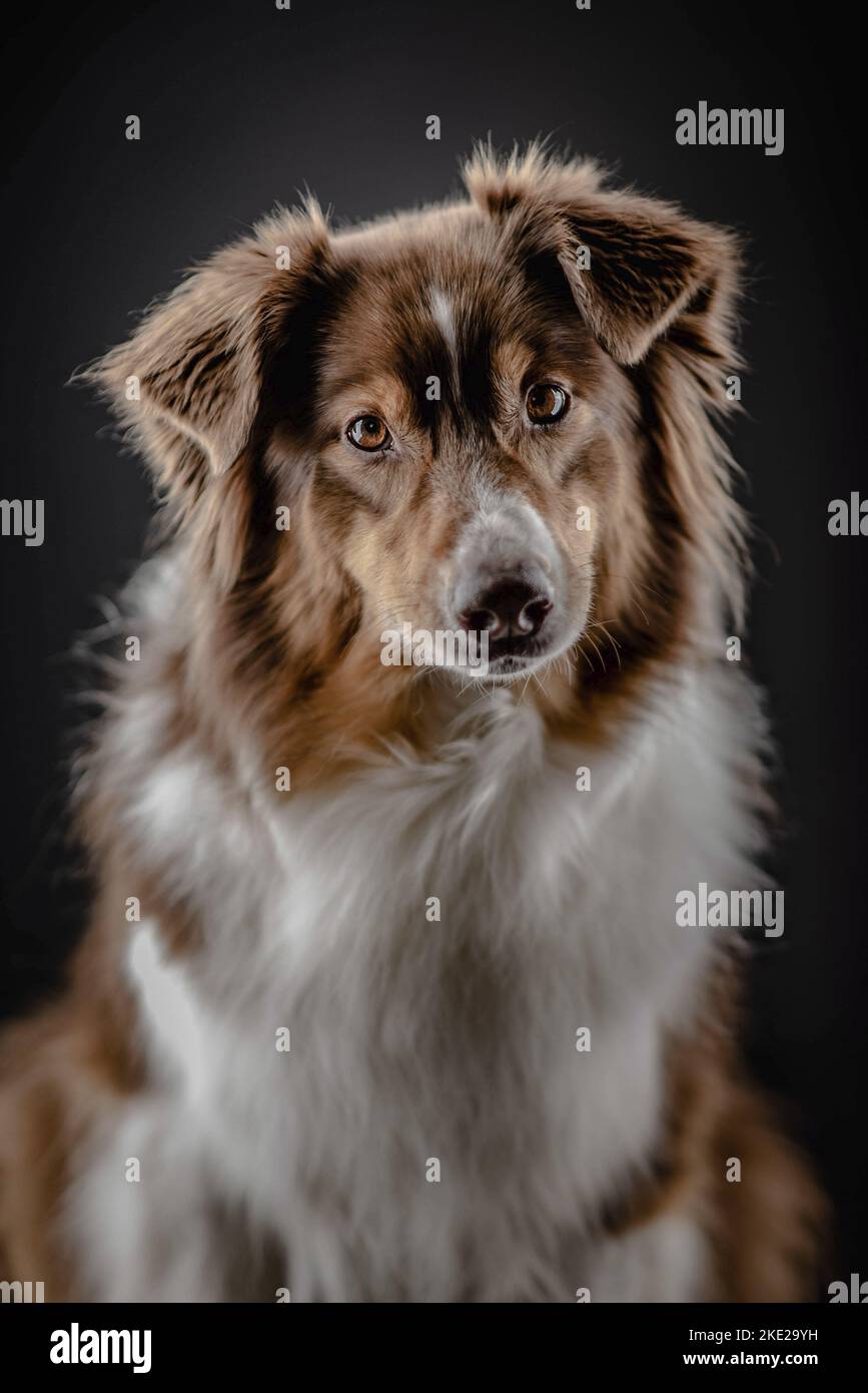 Australian Shepherd portrait Stock Photo - Alamy