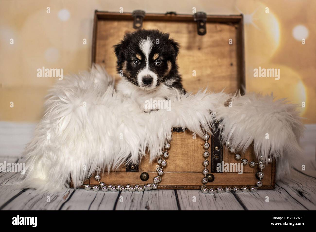 Australian Shepherd Puppy in a chest Stock Photo Alamy