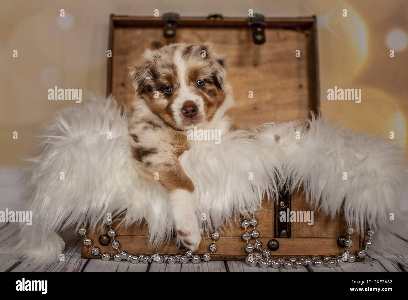 Australian Shepherd Puppy in a chest Stock Photo Alamy
