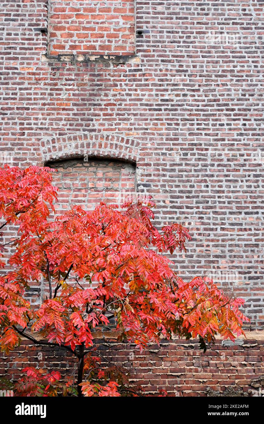 Colorful Autumn Leaves and Brick Wall on the High Line in Manhattan. Stock Photo