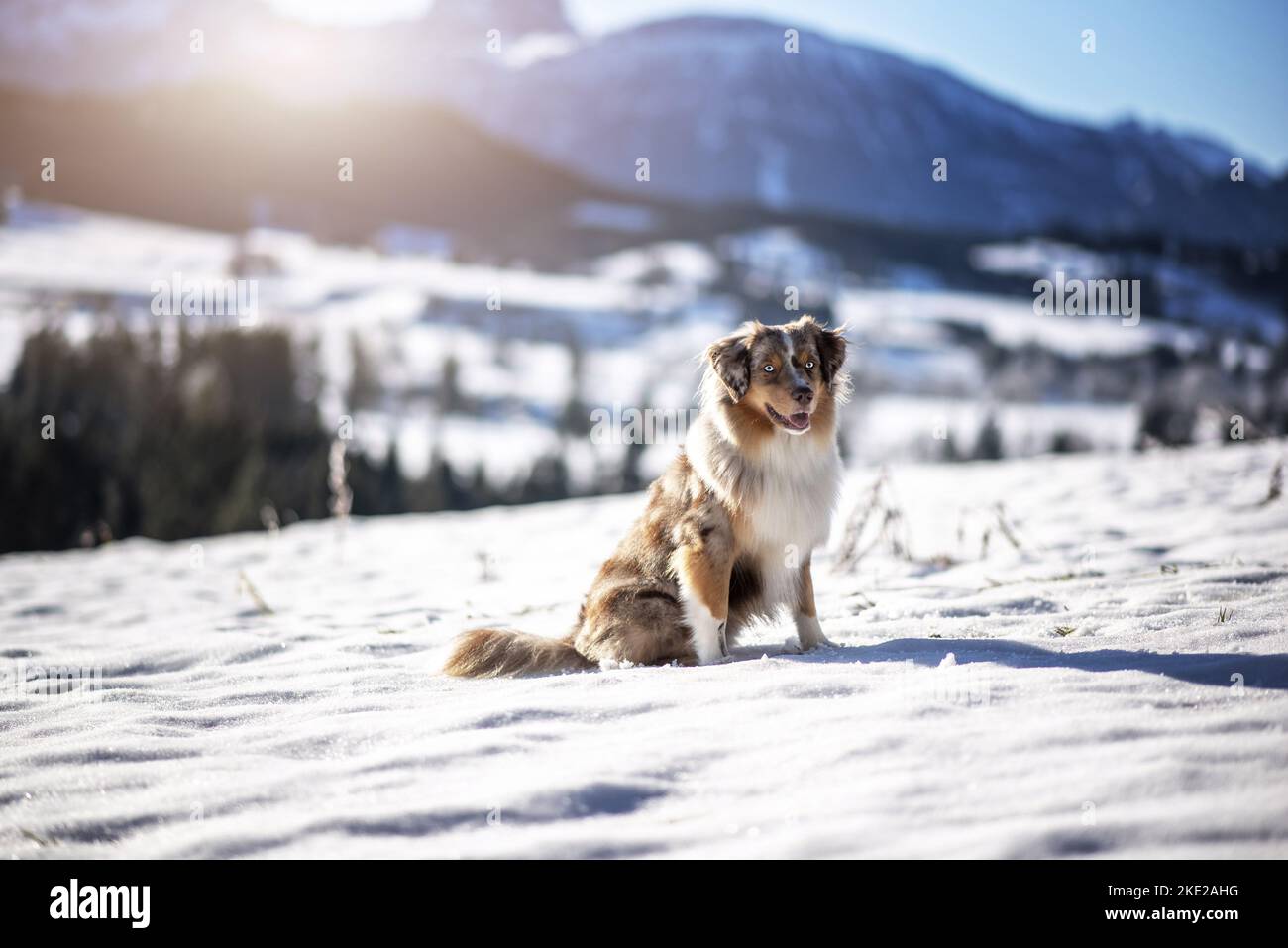 Miniature Australian Shepherd in winter Stock Photo