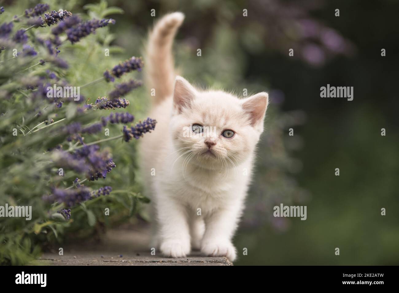 British Shorthair Kitten Stock Photo - Alamy
