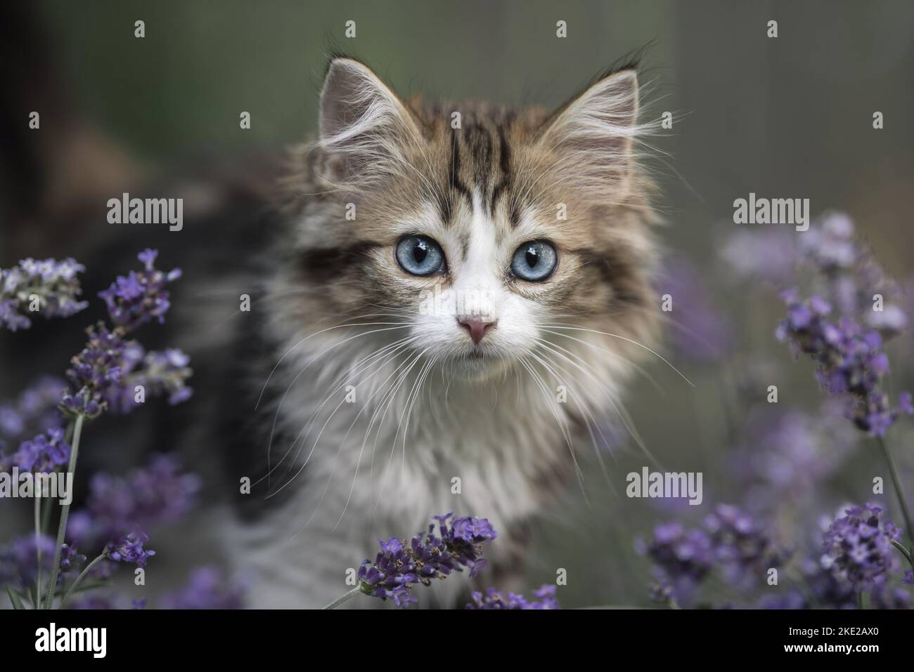 German Longhair Kitten Stock Photo Alamy