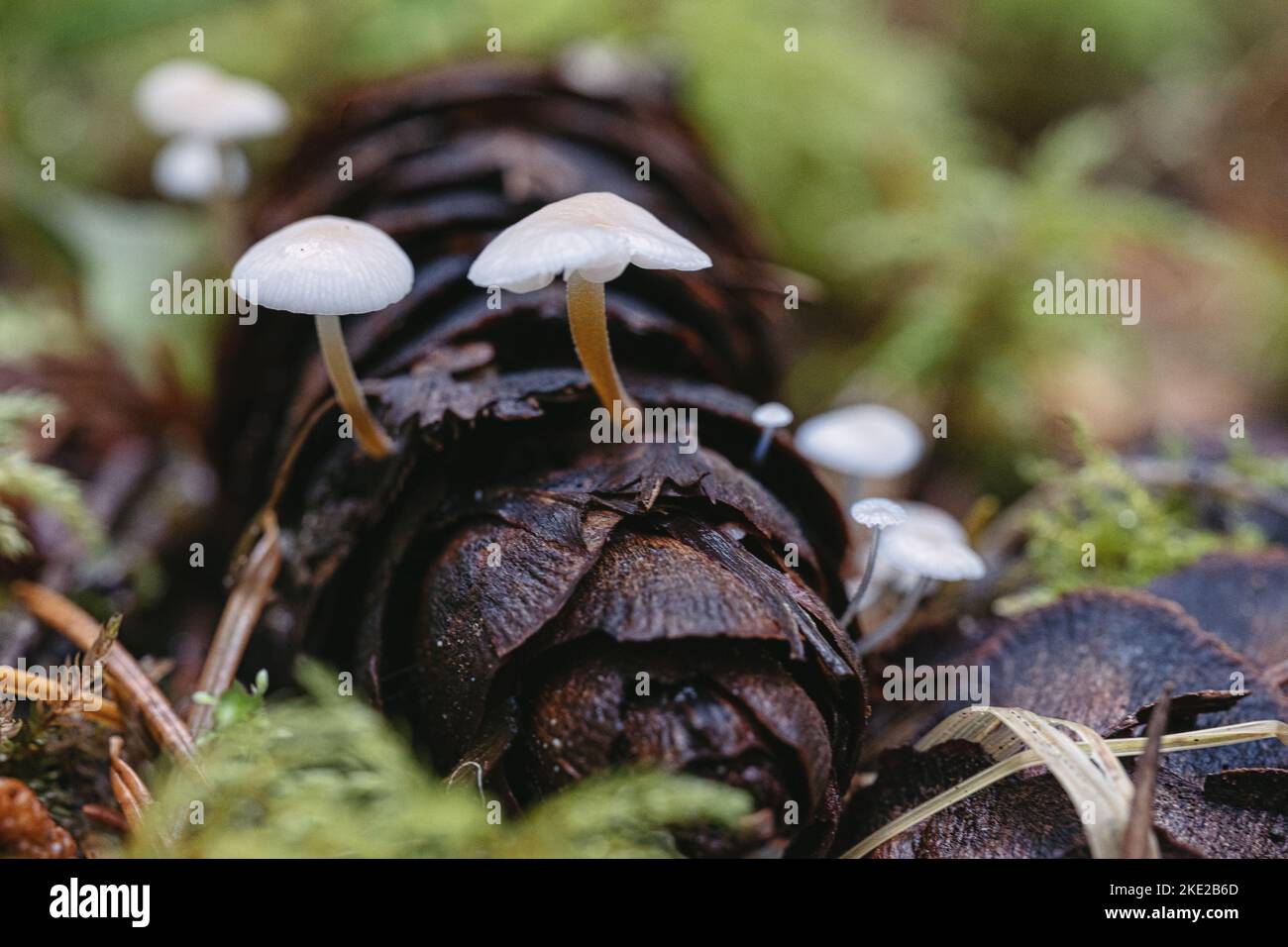 Fungus grows out of a Douglas fir cone on mossy ground Stock Photo